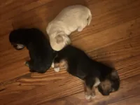 Chloe, a female Shorkie for sale in Gulfport, MS – 2 of 6