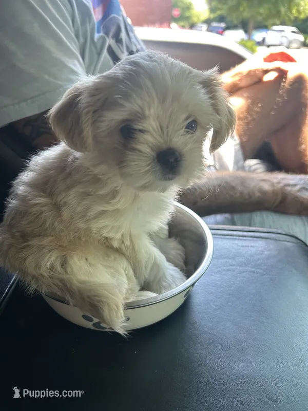 Chloe – Shorkie puppy for sale in Gulfport, MS