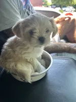 Buttercup, a female Shorkie for sale in Gulfport, MS – 2 of 4