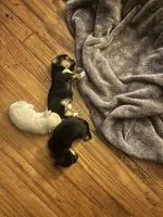 Chloe, a female Shorkie for sale in Gulfport, MS – 5 of 6