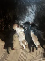 Shorkie Puppies, a female Shorkie for sale in Gulfport, MS – 7 of 9
