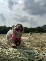 Summer , a female French Bulldog for sale in Lebanon, MO – 4 of 8