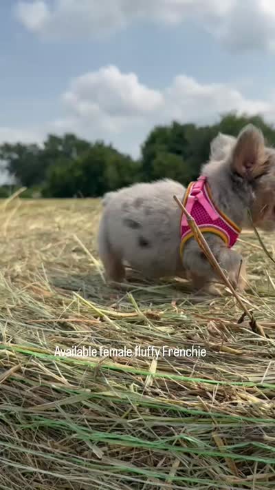 Summer , a female French Bulldog for sale in Lebanon, MO – 8 of 8