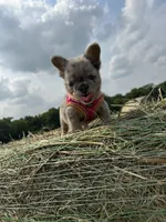 Summer , a female French Bulldog for sale in Lebanon, MO – 5 of 8
