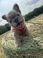 Summer , a female French Bulldog for sale in Lebanon, MO – 2 of 8