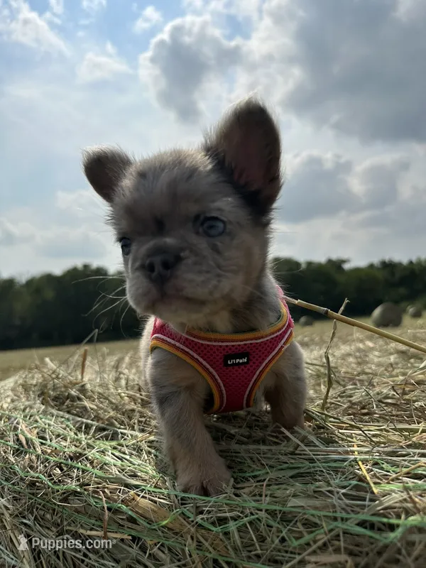 Summer  – French Bulldog puppy for sale in Lebanon, MO