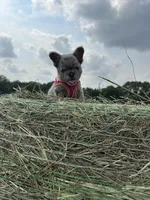 Summer , a female French Bulldog for sale in Lebanon, MO – 7 of 8