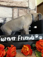 Black collar, a male Cane Corso for sale in Tucson, AZ – 4 of 7