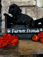 Teal collar, a female Cane Corso for sale in Tucson, AZ – 4 of 6