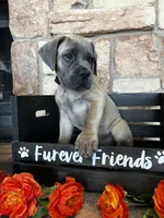Black collar, a male Cane Corso for sale in Tucson, AZ – 5 of 7