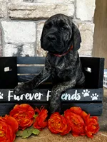 Orange collar, a male Cane Corso for sale in Tucson, AZ – 5 of 5