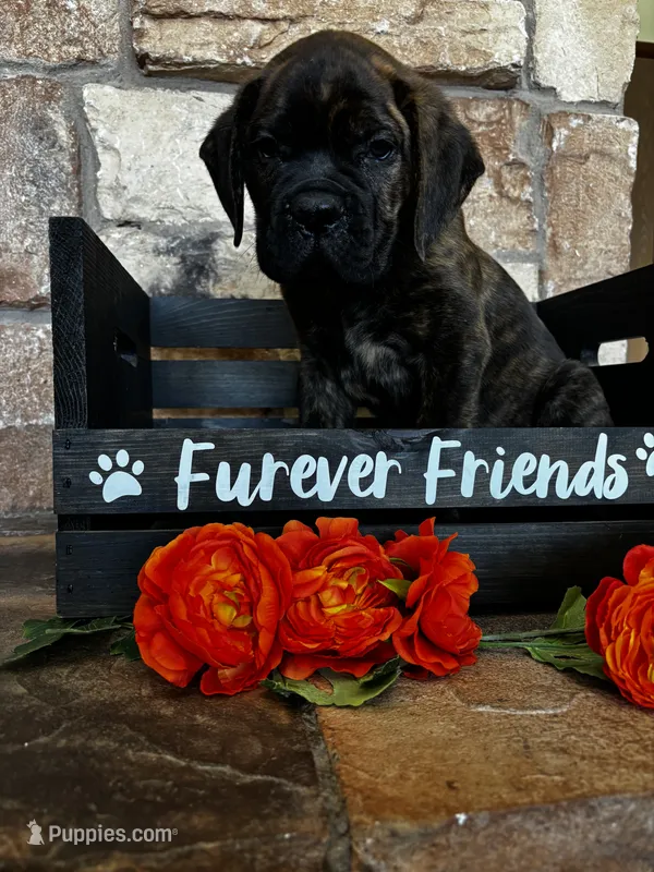 Green collar – Cane Corso puppy for sale in Tucson, AZ