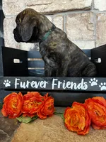 Green collar, a male Cane Corso for sale in Tucson, AZ – 5 of 6