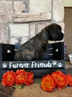 Green collar, a male Cane Corso for sale in Tucson, AZ – 6 of 6