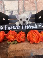 AKC Cream frenchie, a female French Bulldog for sale in Tucson, AZ – 5 of 8