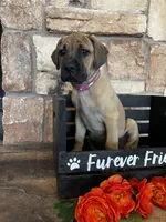 Pink collar, a female Cane Corso for sale in Tucson, AZ – 5 of 5