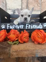 AKC Cream frenchie, a female French Bulldog for sale in Tucson, AZ – 7 of 8