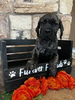 Orange collar, a male Cane Corso for sale in Tucson, AZ – 2 of 5