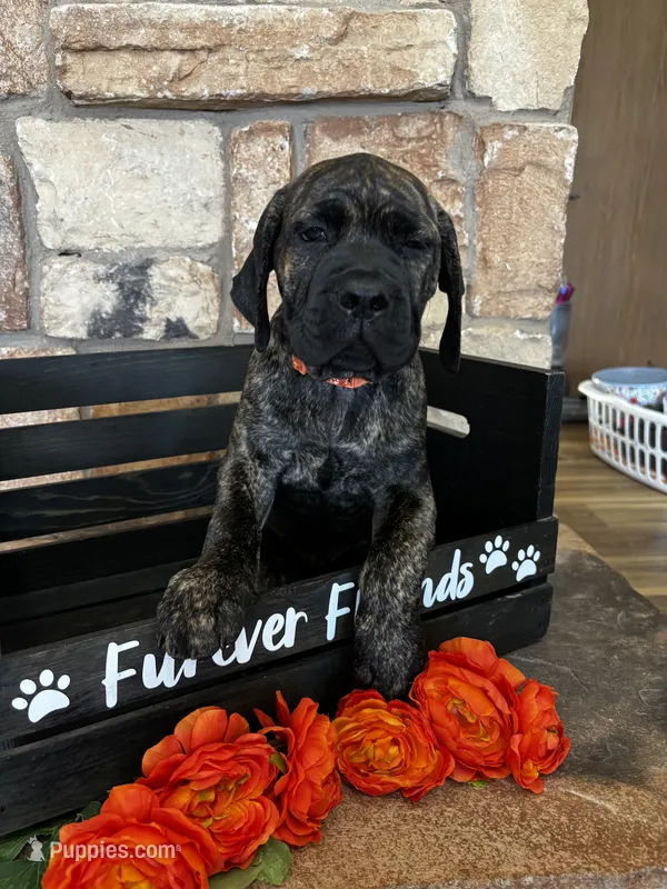 Orange collar – Cane Corso puppy for sale in Tucson, AZ