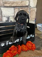 Orange collar, a male Cane Corso for sale in Tucson, AZ – 1 of 5