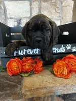 Green collar, a male Cane Corso for sale in Tucson, AZ – 4 of 6