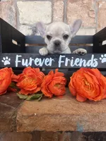 AKC Cream frenchie, a female French Bulldog for sale in Tucson, AZ – 3 of 8