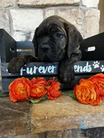Green collar, a male Cane Corso for sale in Tucson, AZ – 3 of 6