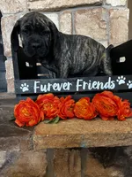 Orange collar, a male Cane Corso for sale in Tucson, AZ – 4 of 5