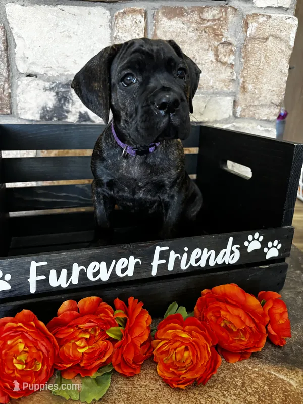 Purple collar – Cane Corso puppy for sale in Tucson, AZ