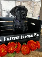 Purple collar, a female Cane Corso for sale in Tucson, AZ – 1 of 4