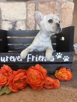 AKC Cream frenchie, a female French Bulldog for sale in Tucson, AZ – 4 of 8