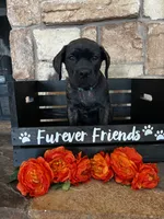 Teal collar, a female Cane Corso for sale in Tucson, AZ – 3 of 6