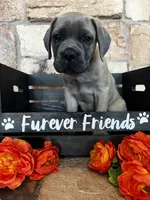 Black collar, a male Cane Corso for sale in Tucson, AZ – 3 of 7