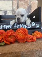 AKC Cream frenchie, a female French Bulldog for sale in Tucson, AZ – 8 of 8