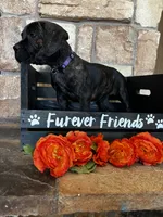 Purple collar, a female Cane Corso for sale in Tucson, AZ – 4 of 4