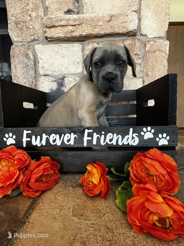Black collar – Cane Corso puppy for sale in Tucson, AZ