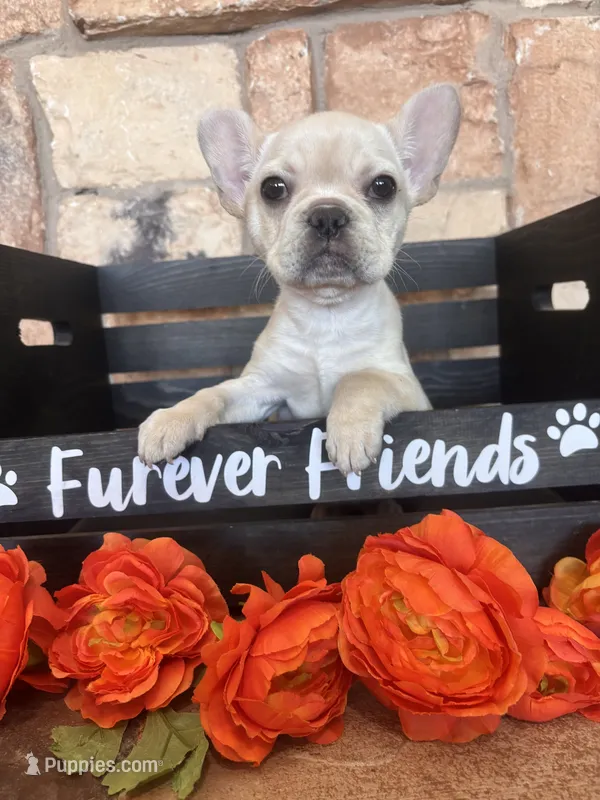 AKC Cream frenchie – French Bulldog puppy for sale in Tucson, AZ