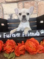 AKC Cream frenchie, a female French Bulldog for sale in Tucson, AZ – 1 of 8