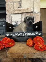 Black collar, a male Cane Corso for sale in Tucson, AZ – 7 of 7