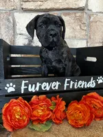 Purple collar, a female Cane Corso for sale in Tucson, AZ – 2 of 4