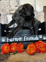 Green collar, a male Cane Corso for sale in Tucson, AZ – 2 of 6