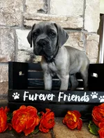 Black collar, a male Cane Corso for sale in Tucson, AZ – 2 of 7