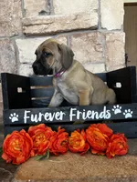 Pink collar, a female Cane Corso for sale in Tucson, AZ – 3 of 5