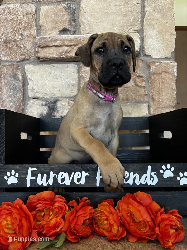 Pink collar – Cane Corso puppy for sale in Tucson, AZ