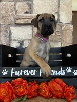 Pink collar, a female Cane Corso for sale in Tucson, AZ – 1 of 5