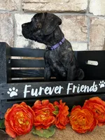Purple collar, a female Cane Corso for sale in Tucson, AZ – 3 of 4