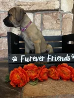 Pink collar, a female Cane Corso for sale in Tucson, AZ – 4 of 5