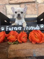 AKC Cream frenchie, a female French Bulldog for sale in Tucson, AZ – 2 of 8