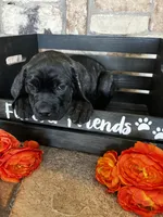 Teal collar, a female Cane Corso for sale in Tucson, AZ – 2 of 6