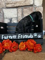 Teal collar, a female Cane Corso for sale in Tucson, AZ – 5 of 6